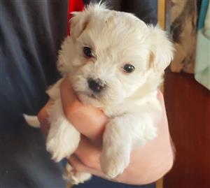 Female Maltese Poodle puppies 
