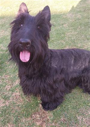 Scottish Terrier puppies 