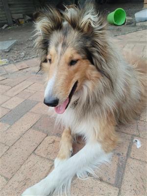 Rough / Lassie type collie puppies 