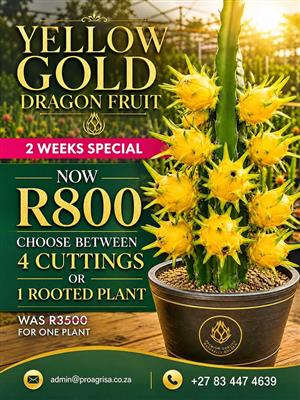 Yellow Gold Dragon FruitTM – Premium Yellow Dragon Fruit Cuttings ,2 Week Special