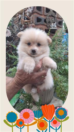 Pomeranian cream male puppy 