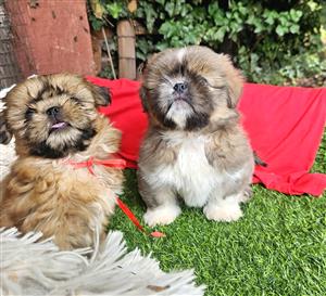 Shih Tzu pupiies