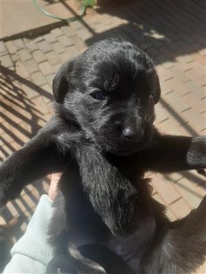 Labrador cross breed puppies for sale