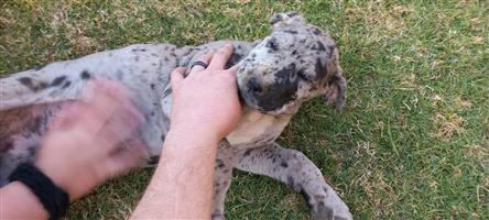 Beautiful great dane puppies for sale