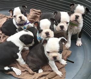 boston terrier puppies for sale junkmail