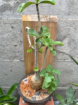Impala Lily in a brown cement pot