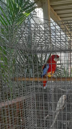 Rosella for sale