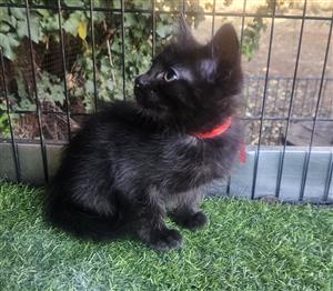 Adorable pure black cat kitten