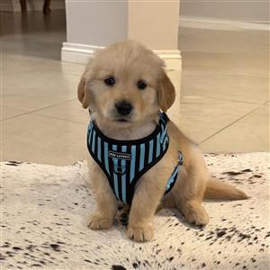 Golden Retriever Pups