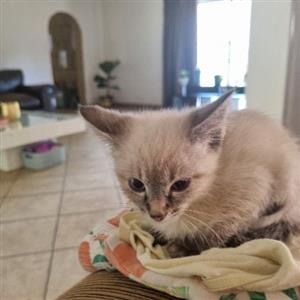 Siamese Ragdoll kitten