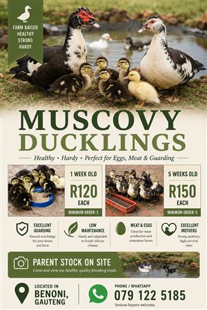 Muscovy Ducklings Makoutjies