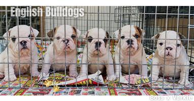 Gorgeous English bulldog puppies available