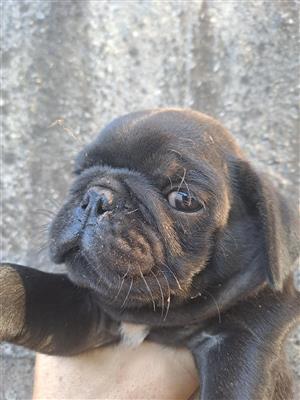Black male pug