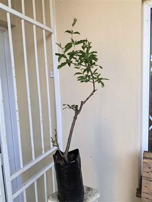 Established Pomegranate (Variety :Wonderfull) Trees 