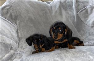 2 Mini Black & Tan Dachshund Puppies For Sale