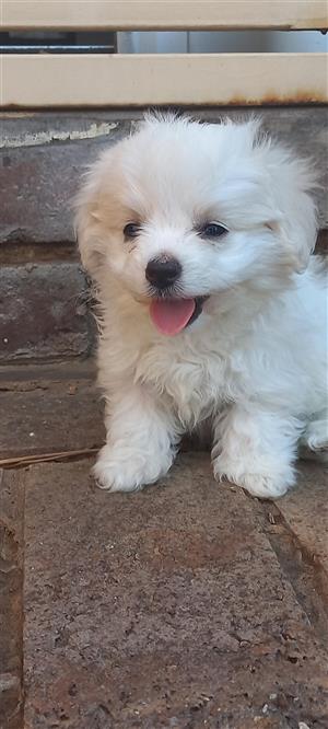 Maltese Poodle Puppies
