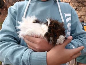 Guinea pigs for sale Pretoria 