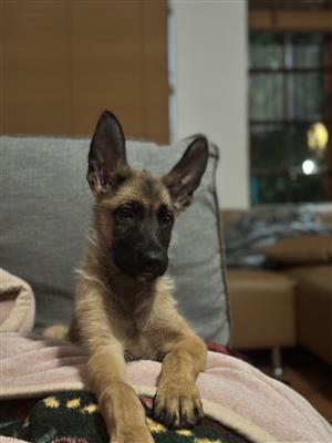 Belgian Malinois 