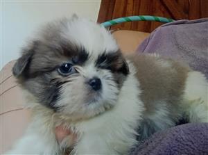 Shih-tzu puppies available to living homes