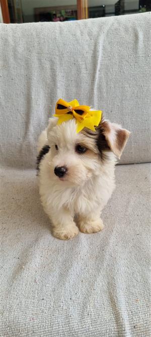 Adorable biewer yorkshire terrier boy available 