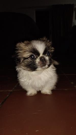 Pekignese puppy