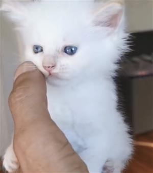 Ragdoll kitten 