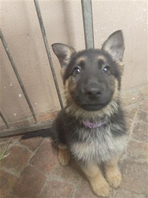 Beautiful German Shepherd babies 