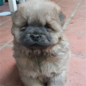 Chinese chow chows 