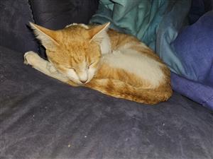 Liefdevolle Wyfie Kat