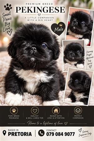  LOOKING FOR YOUR NEW LITTLE BEST FRIEND?   Meet this adorable male Peki