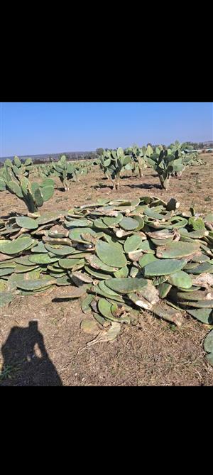 Cactus leaves for sale