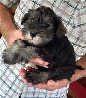 One male miniature schnauzer puppy for sale 