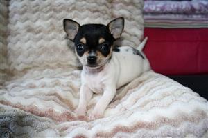 Chihuahua Puppies avaiable