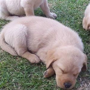 Golden and White Labrador puppies 