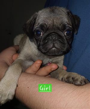 3 adorable pug puppies available 