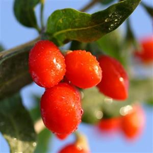 Goji Berry Seedlings / Goji bessie saailinge - Ryp en Droogte Bestand 
