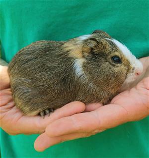 Guinea pigs 