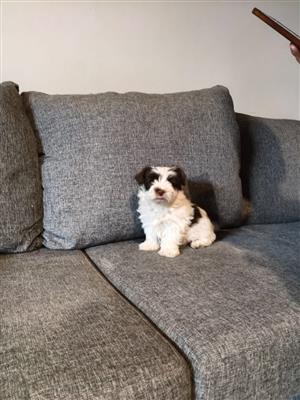 Biewer yorkie 