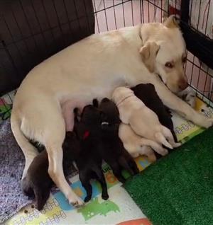 Labrador puppies available 