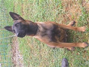Malinois Male puppy 9 months old