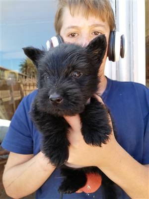Scottish terrier puppies for sale 
