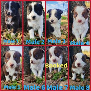 Adorable Male Border Collie puppies 