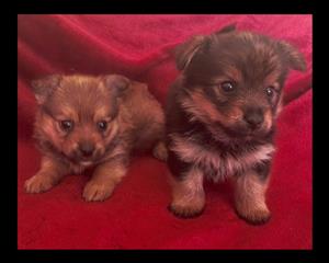 Yorkie pom puppies
