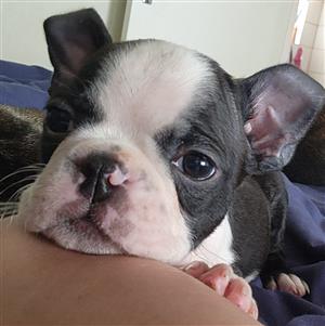 Boston Terrier seuntjie beskikbaar 