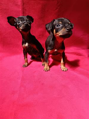 Miniature Doberman pincher puppies 