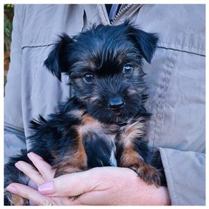 Purebred Yorkie Pups