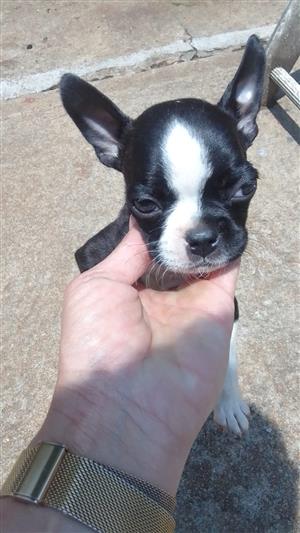 Boston terrier puppies for sale 3 males, 7 weeks old
