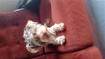 Yorkshire Terrier