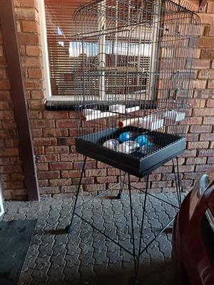 bird cage