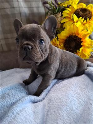 Gorgeous Exotic French bulldog puppies available